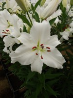 [4349 Signum TL VZ No302.JPG]